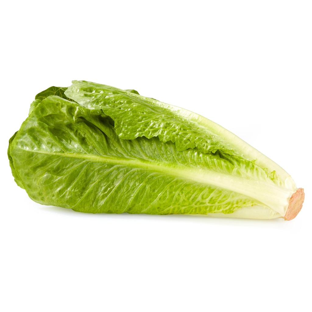 Organic Romain Lettuce LEB KG