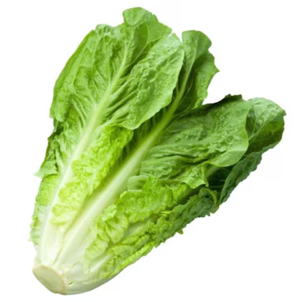 Romaine Lettuce Bio FRA